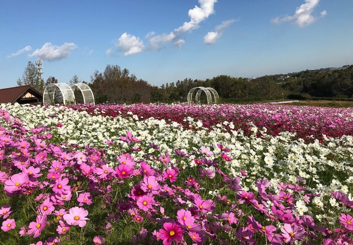 Flowers blooming from Spring (early May) to Autumn (early November)