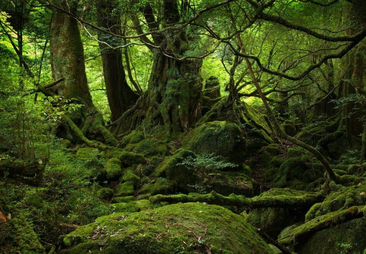 Yakushima National Park
