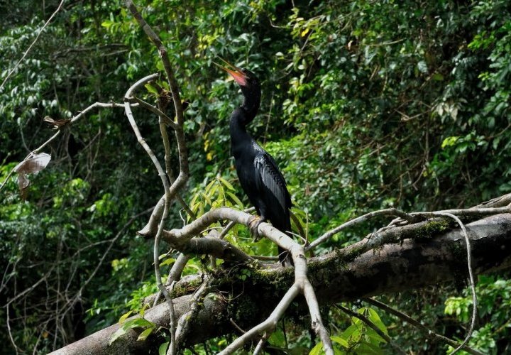 Parque Nacional Tortuguero - el pequeño Amazonas de Costa Rica 