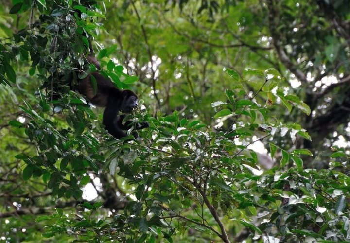 Tortuguero National Park - Costa Rica’s “little Amazon”