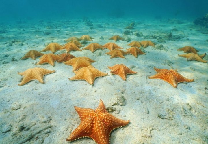 Bout tour to the Boca del Drago beach and Starfish beach
