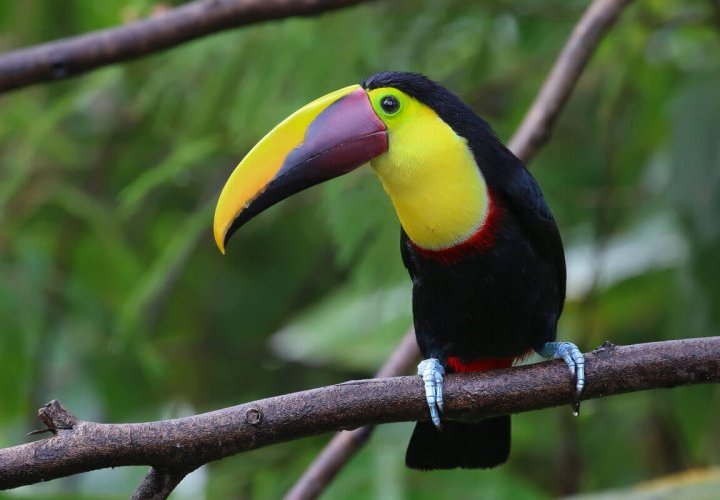 Hike in Arenal Volcano National Park and visit of the Rio Fortuna Waterfall