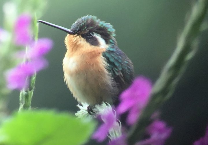 Transfer to Monteverde 