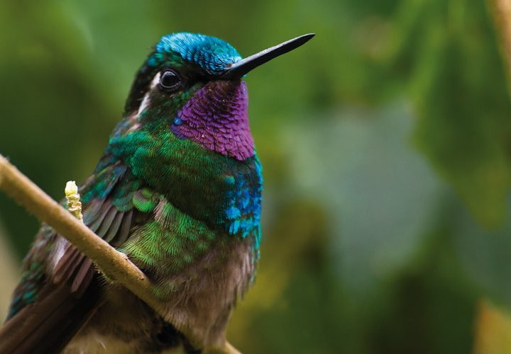 Hanging Bridges and Hummingbird Garden in Selvatura Park