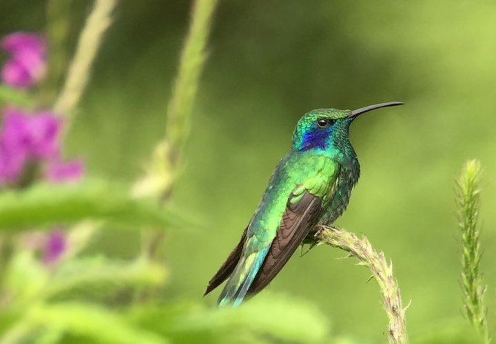Hanging Bridges and Hummingbird Garden in Selvatura Park
