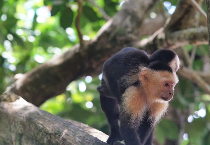 Walking in Manuel Antonio National Park - one of the most beautiful and most visited national parks of Costa Rica