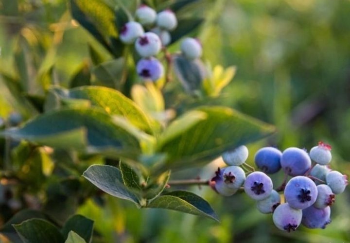 Blueberry picking in Dolna village