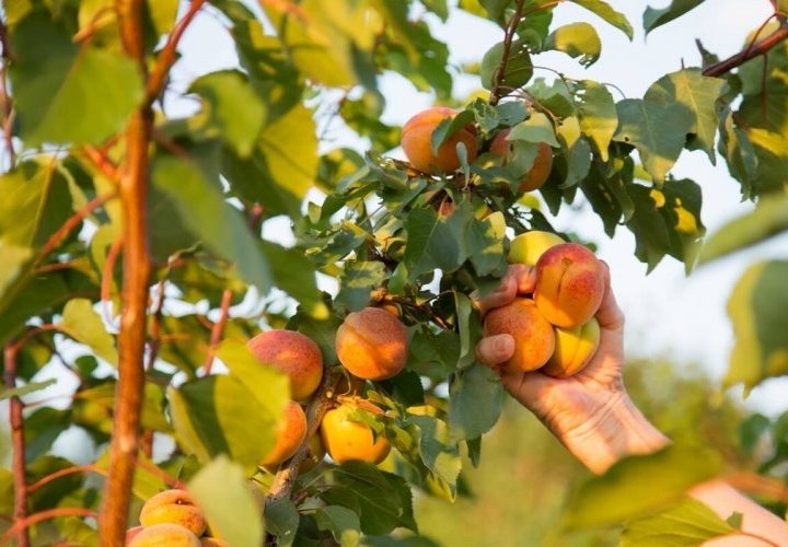 Peach, apricot and grape picking in Copceac village 