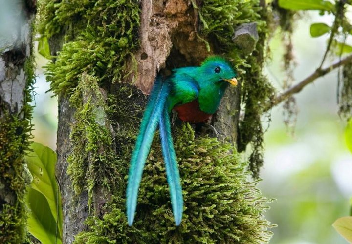 Reserva Biológica del Bosque Nuboso de Monteverde conocida por su red de senderos de 13 kilómetros
