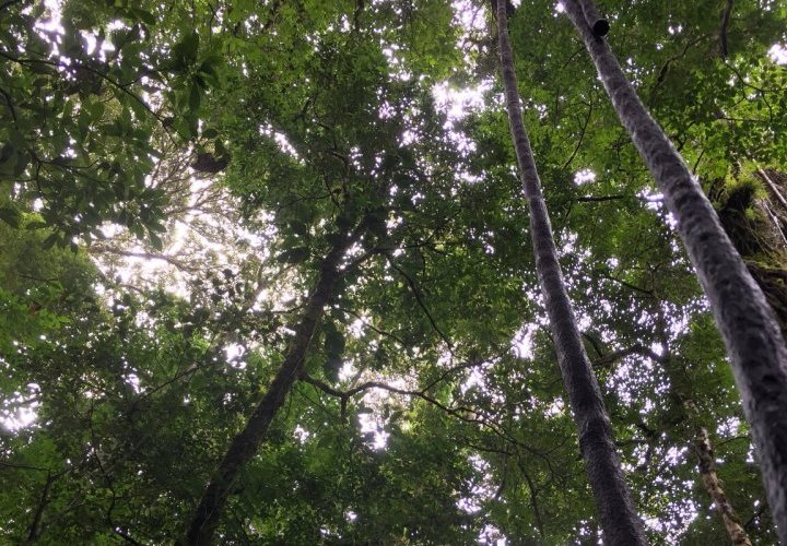 Reserva Biológica del Bosque Nuboso de Monteverde conocida por su red de senderos de 13 kilómetros