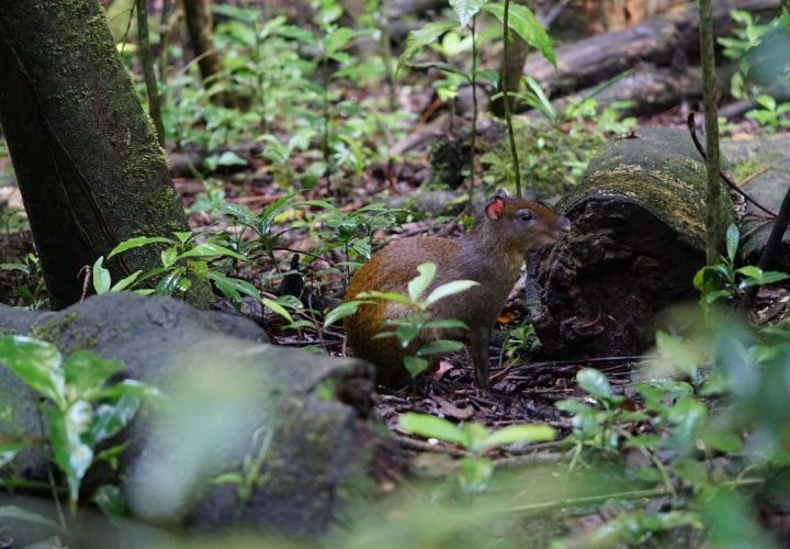 Monteverde Cloud Forest Biological Reserve known for its network of 13-kilometer trails
