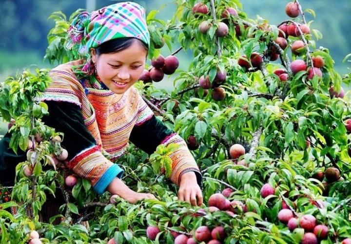 Discovery of Bac Ha, municipality popular for its Sunday market and tasty red-greenish Tam Hoa plums