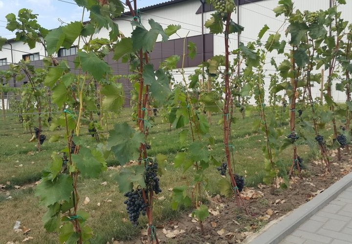 Experiencia vinícola en la bodega Vinaria din Vale y programa folclórico en el pueblo de Valeni 