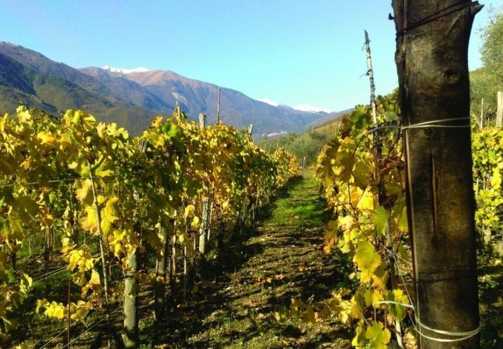 Tenuta Maffone winery