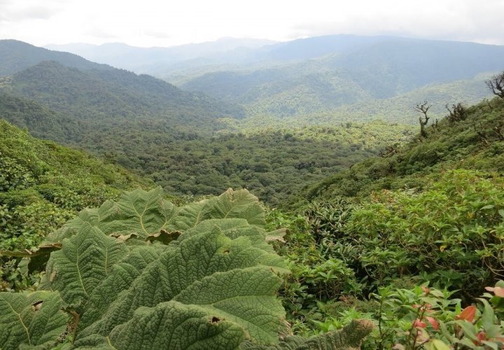 Traslado y tarde libre en Monteverde - un importante destino para hacer ecoturismo en Costa Rica