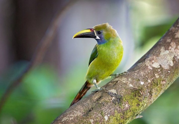 Descubrimiento de los Puentes Colgantes del Parque Selvatura - un parque ecológico de naturaleza y aventura ubicado en Monteverde