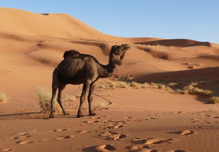 Descubrimiento de las Dunas de Erg Chebbi al borde del Desierto del Sahara
