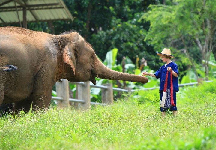Bath with elephants at Baan Chang Elephant Park, a Thai family-run ecological park