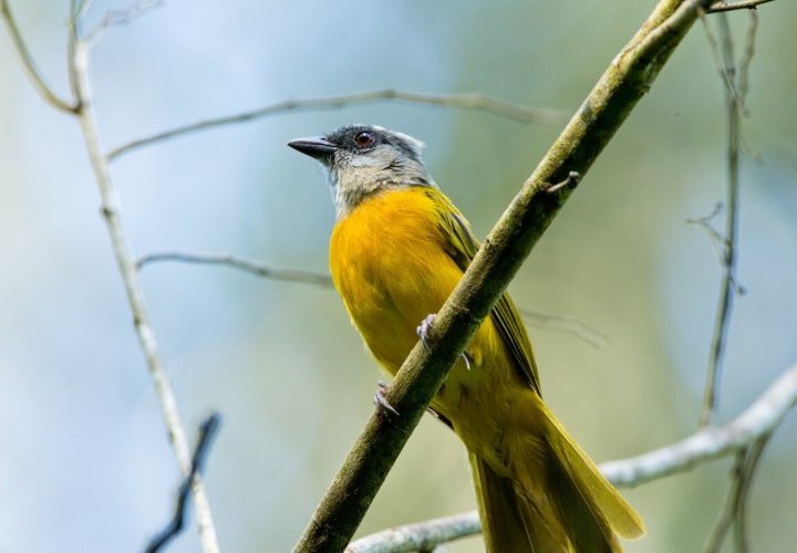 Visita al Centro de Descubrimiento de la Selva Tropical de Panamá en el corazón de Gamboa