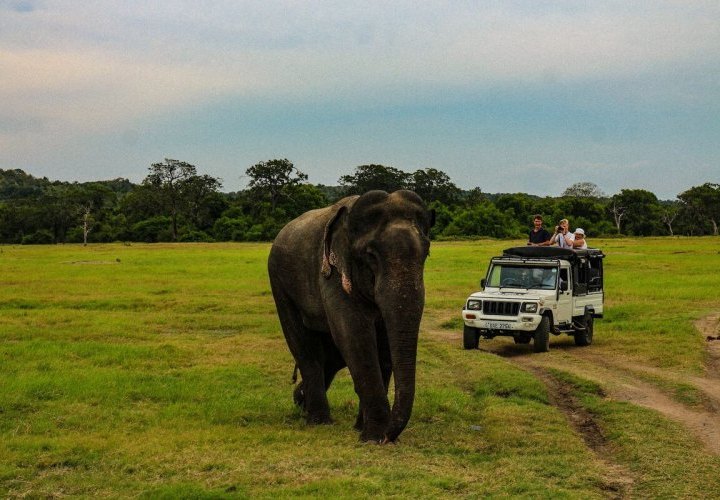 Exploration of the Monkey Kingdom and afternoon jeep safari at Minneriya National Park