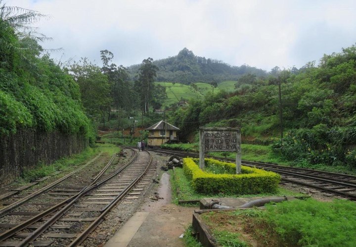 Scenic train journey to Nanu Oya and guided tour of Nuwara Eliya