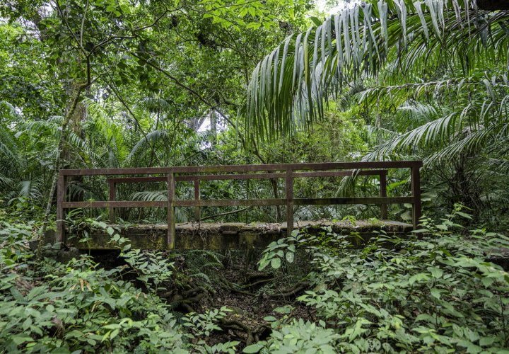 Paseo en bote por el lago Gatún que incluye una visita a la Isla de los Monos y caminata por la jungla
