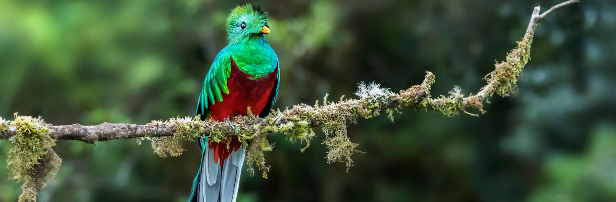 Costa Rica Ecotour and Green Adventures (Hiking and Birdwatching)