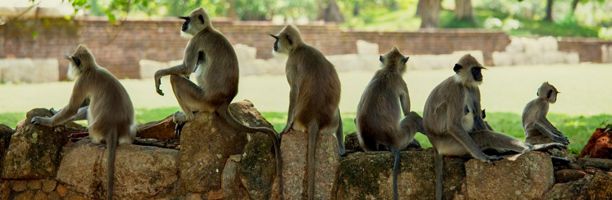 Sri Lanka Family Tour Package (Monkey Kingdom, Minneriya National Park)