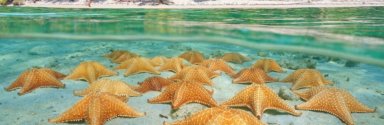 Costa Rica and Panama Tour (Dolphin Bay, Coral Cay, Starfish Beach)